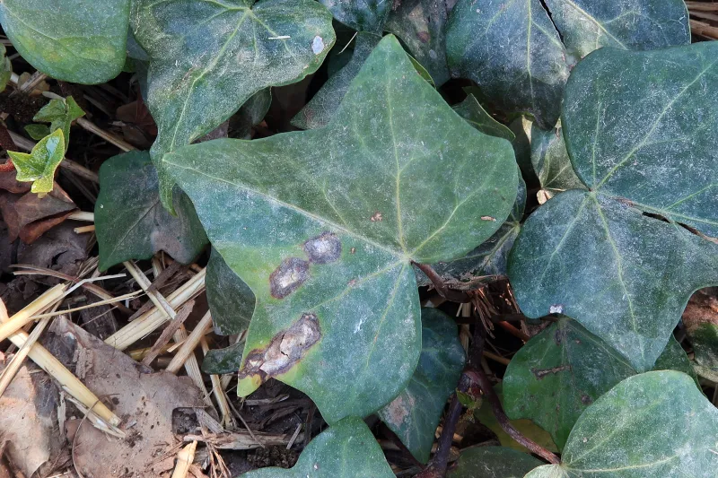 Colletotrichum trichellum 1 - IMG_5697